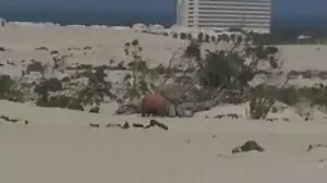 إيزابيل سكسي رومانسي متحرك تأخذ سخيفًا شديدًا